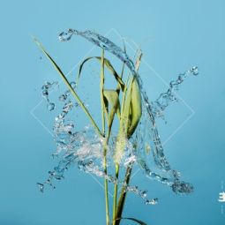 STREAM (CRYSTAL CLEAR LP)